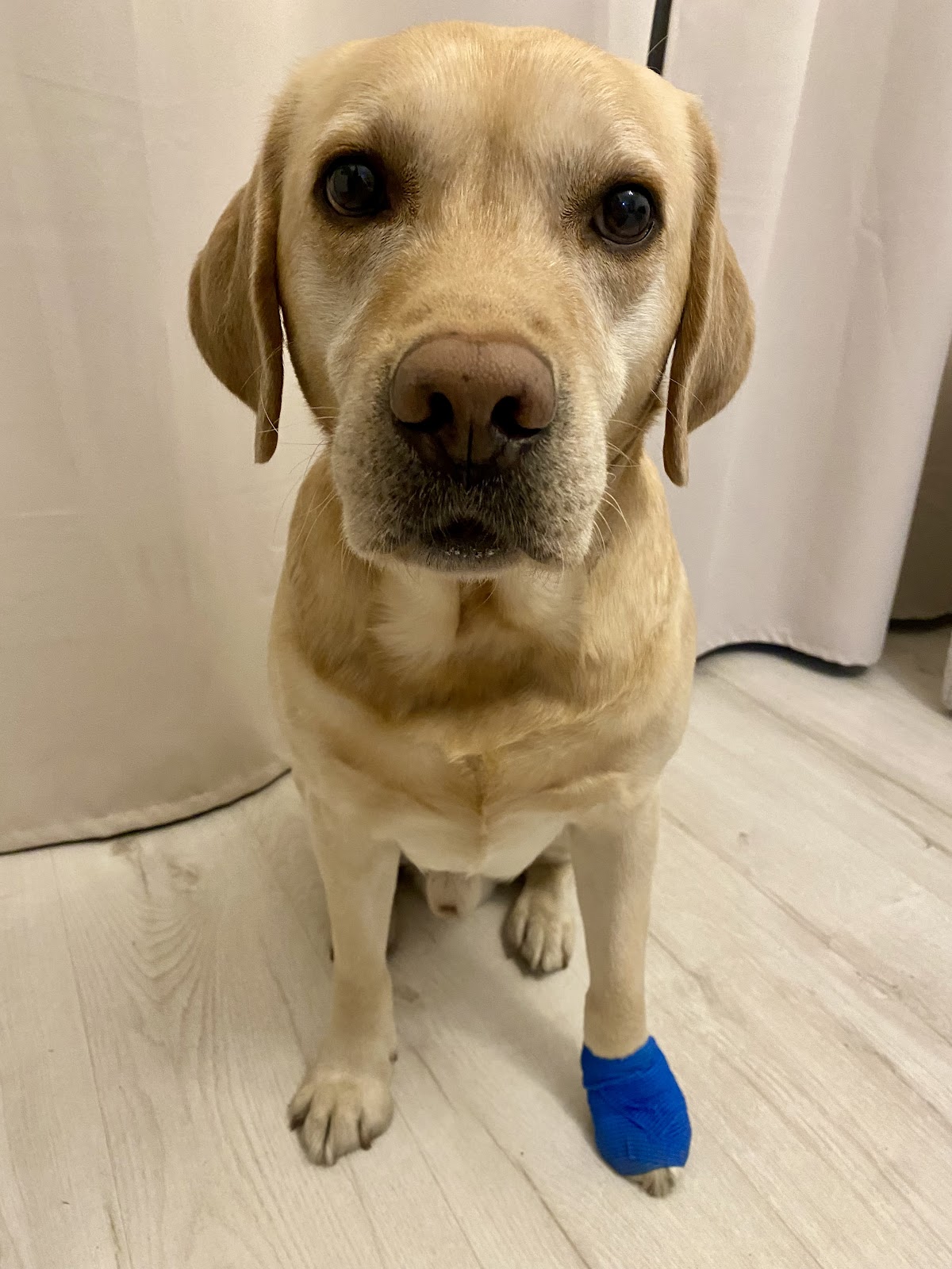 Labrador po zabiegu z opatrunkiem na łapie, pacjent przychodni Comfortvet
